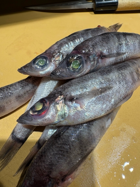 メヒカリ