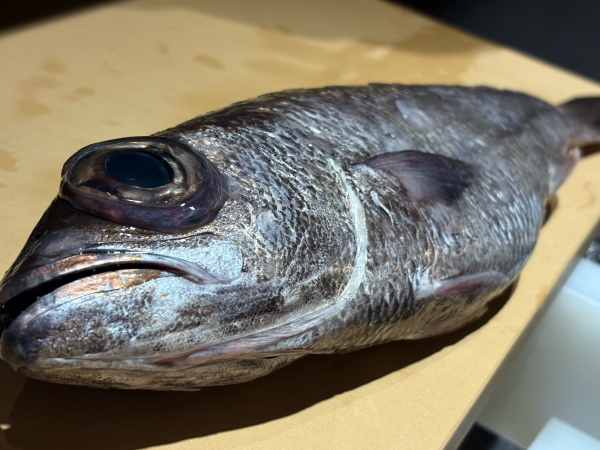 クロムツ