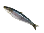 鱗取り