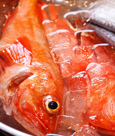 魚氷締め