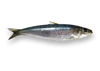 いわし