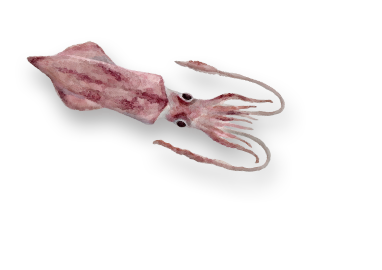 こはだ