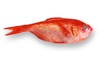 キンメダイ